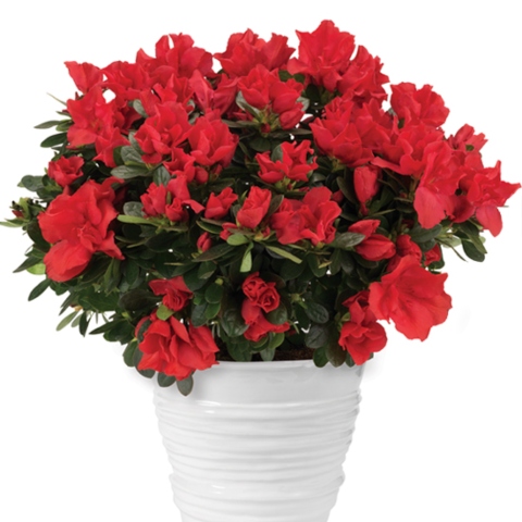 Red Azalea Plant Delivery