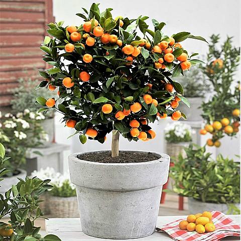 Calamondin Orange Tree