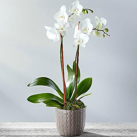 Beautiful Orchid for Birthday