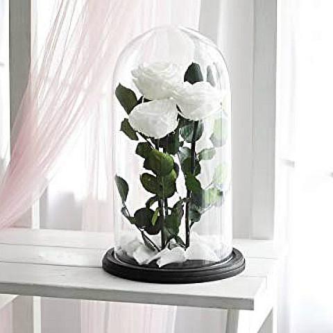 Luxury Real Preserved Rose Collection