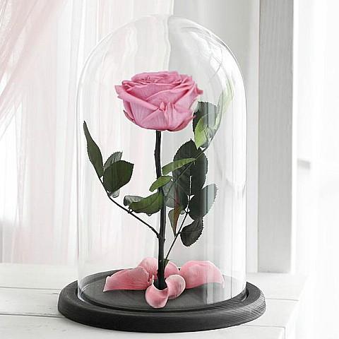 Pink Forever Roses Delivery