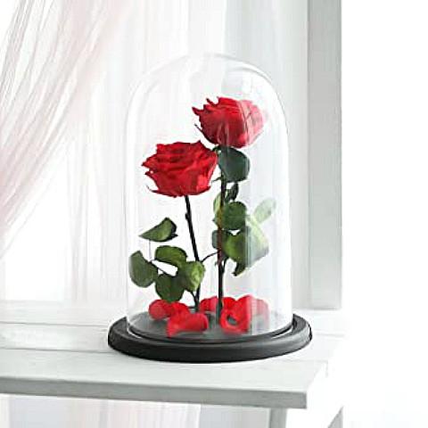 Red Preserved Roses 
