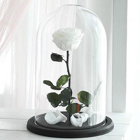 White Forever Roses 
