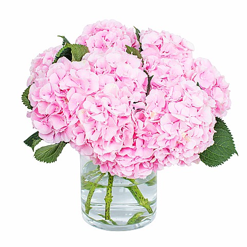 Pink Hydrangea Delivery