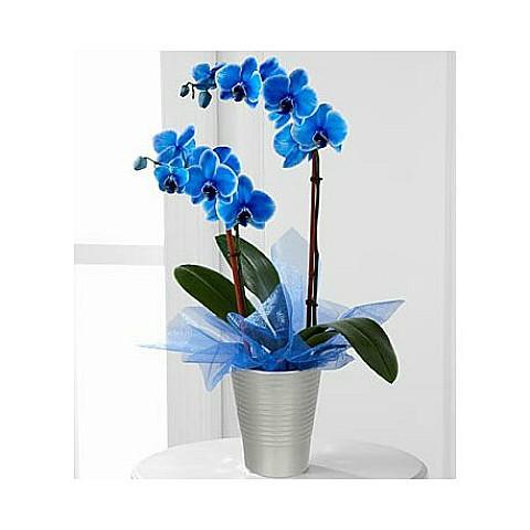 Blue Phalaenopsis Orchid Delivery