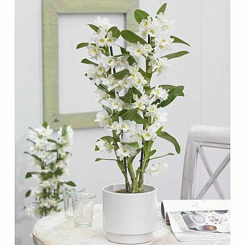 dendrobium orchid delivery