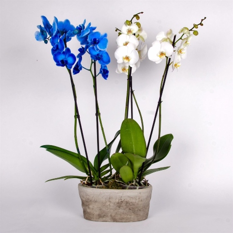 orchid plants home delivery