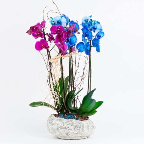 orchid plants online delivery
