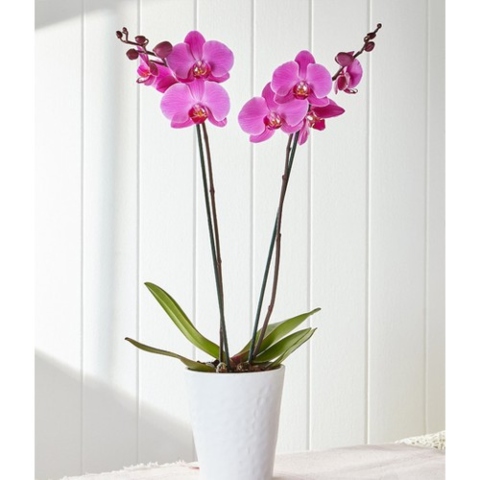 Pink Phalaenopsis Orchid Delivery