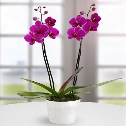 Purple Phalaenopsis Orchid Delivery Athens  