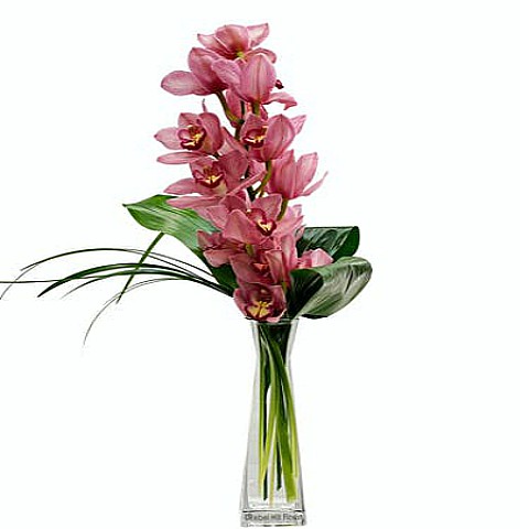 Single Pink Cymbidium Orchid Delivery