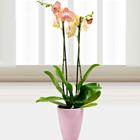 Coral Phalaenopsis Orchid Delivery