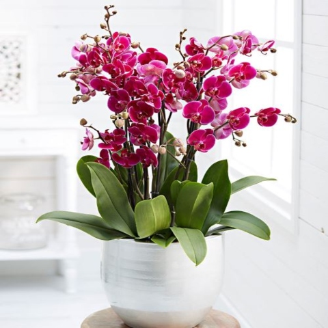 orchids plants delivery