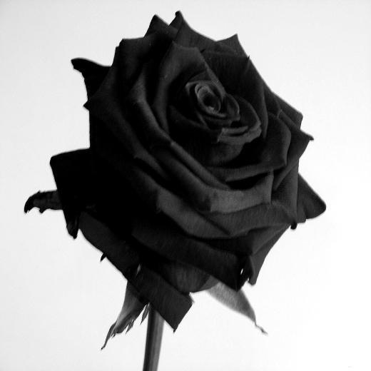 Black Roses Delivery