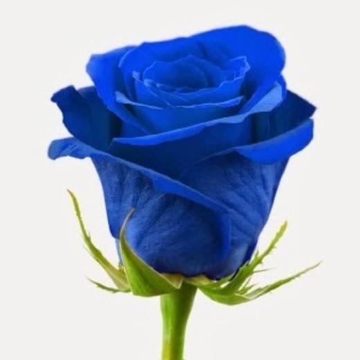 Blue Roses Delivery